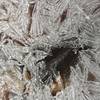Ice crystals, Quantico Creek, Prince William Forest Park, Triangle, Virginia