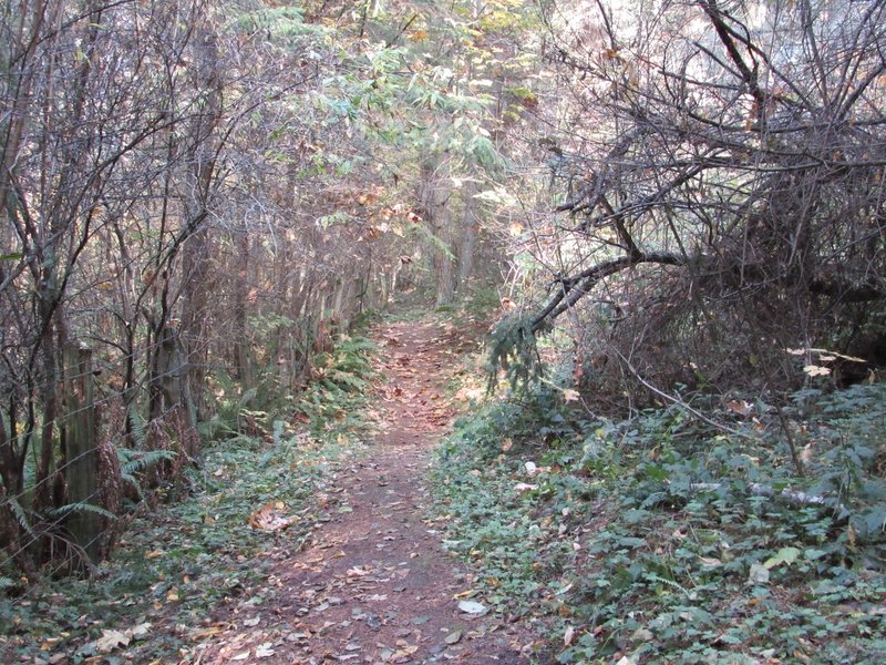 Forested trail