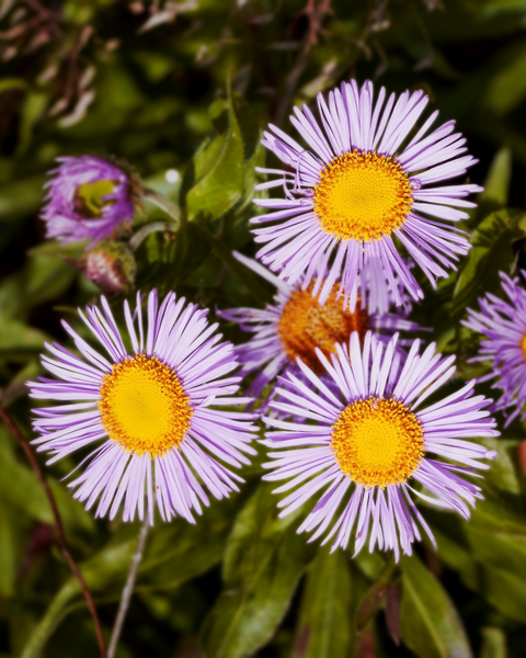 A bunch of Asters (I think) bask in the bright Autumn afternoon sunlight