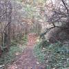 Wooded trail