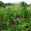 Pepper patch, National Herb Garden, US National Arboretum
