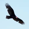 Sugarloaf Mountain Vulture