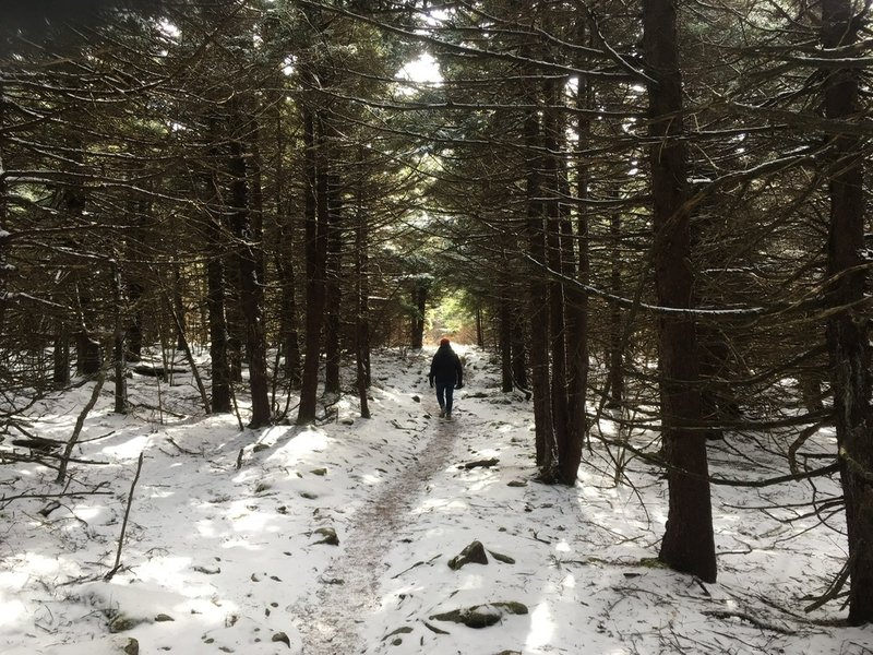 Just a dusting of early November snow makes the spruce forest even more magical!