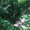 "Scenic Gorge"--History Trail (Pink) at Watchung Reservation.