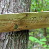 Wood Run Uwaharrie Trail Uwahrrie Nat Forest NC Uwaharrie Trail Uwahrrie Nat Forest NC