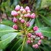 Rhododendron Buds Uwaharrie Trail Uwahrrie Nat Forest NC Uwaharrie Trail Uwahrrie Nat Forest NC