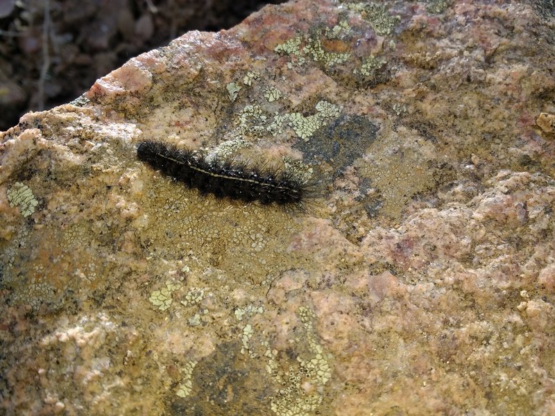 I wasn't expecting to see a caterpillar in late November, but here it was on the trail.