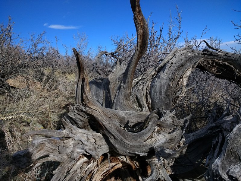 One of the many gnarled uprooted trees along the way.