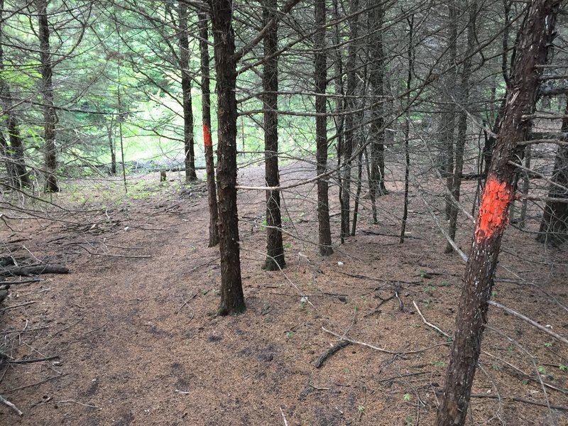 The whole trail is marked really well with orange paint....if you don't see the dots, you're going the wrong direction.