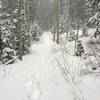 White Pine Trail