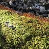 Beautiful moss growing on a fallen log