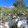 Snow at the top or Romero Pass