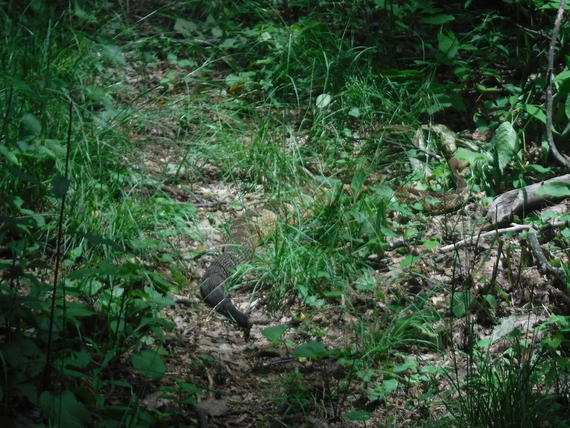 A rattlesnake on the Benton Mackaye Trail near Rattlesnake Lead in Gilmer County, GA.