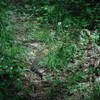 A rattlesnake on the Benton Mackaye Trail near Rattlesnake Lead in Gilmer County, GA.