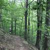 Ridge trail section with full foliage" Photo courtesy of Ottawa County Parks & Recreation.