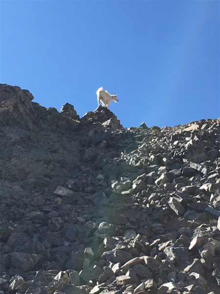 This mountain goat went off trail to climb it's own mini summit!