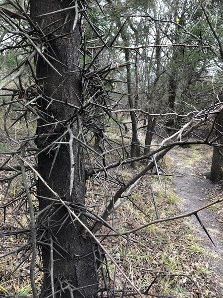 Honey Locust thorns are not to be messed with!