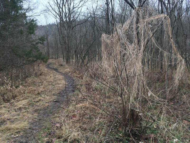 This part of the trail had a lot of creepy dead trees and fungus! It was pretty cool in December!