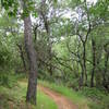 The trail.