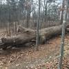 This downed tree just off trail was about the most interesting sight along this trail.
