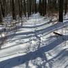 Snowy trail in Scoutland.