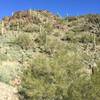 A lovely hillside of Saguaros