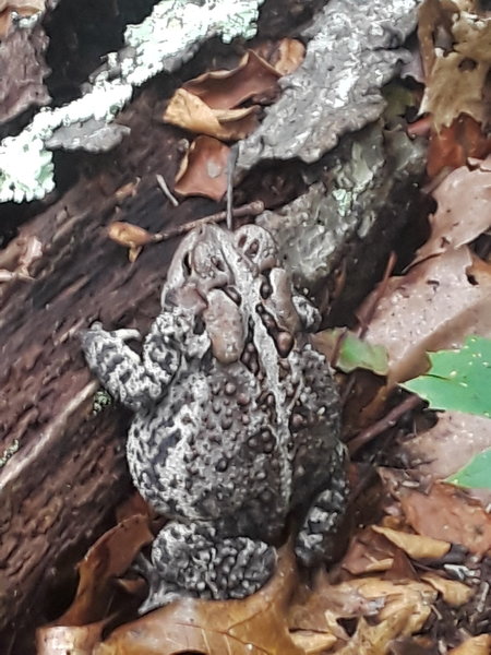 Toad taking off a load in a thicket of Mountain Laurel.