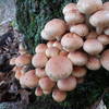 It is common to find mushrooms bombing out on the base of oaks in early autumn.