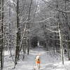 Running through the pine.