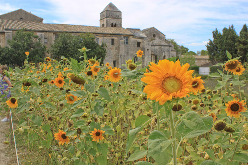 Sunflowers outside St Paul de Mausole