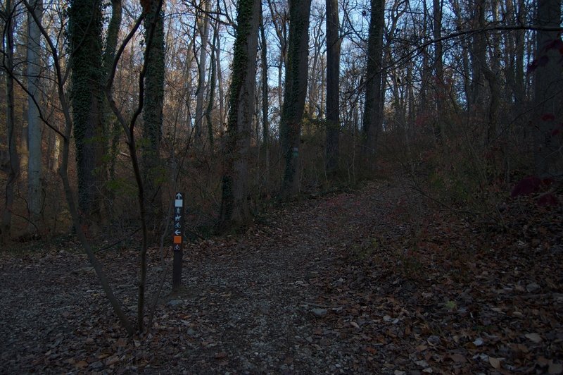 Trail splits. White Trail to right, Orange Trail to left.