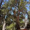 A young healthy Bristlecone Pine. A rare sight!