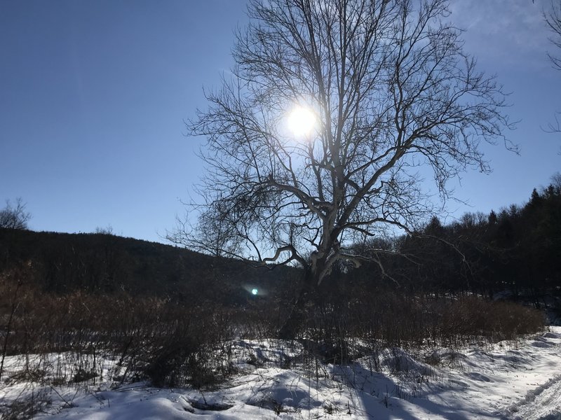 Sunlight through Sycamore branches.