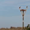 An Osprey couple nesting.