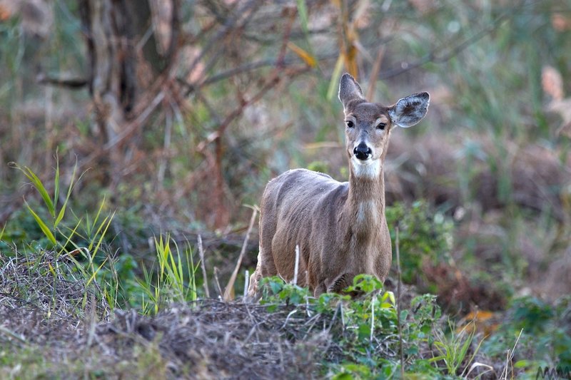 Hello Deer!