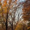 Fall Colors III