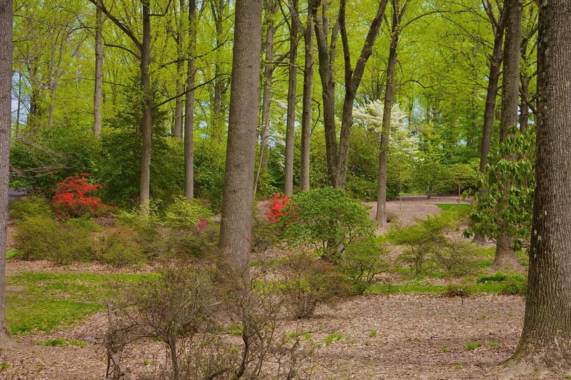 Tyler Arboretum Trail Map Forest View Through Tyler Arboretum