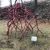 Root sculpture at Karl Stirner Art Trail