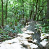 Florida Foraging