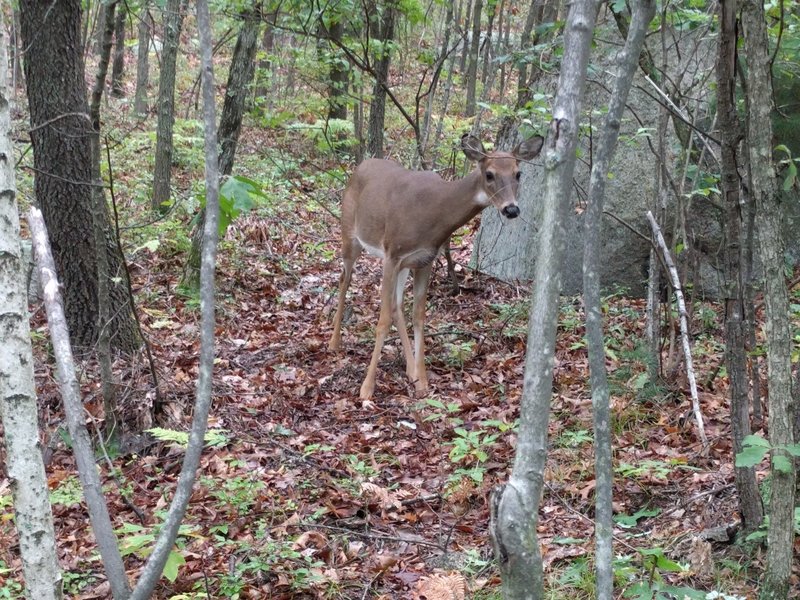 Ran into a curious deer. Came pretty close to me before he decided to run off