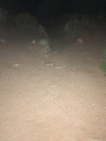 Keep your eyes peeled for snakes in the early evening. I almost stepped on this young Diamondback while setting up our tent. It is a long way to help if you get into trouble out here and there is no cell service!