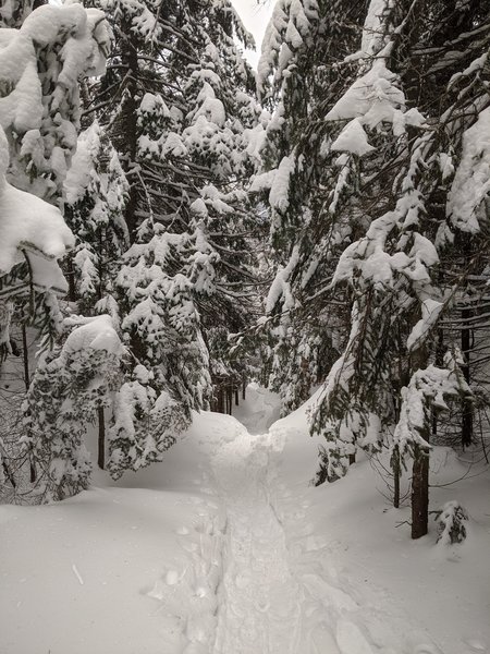 Snow covered Cascade Brook Trail just below Lonesome Lake.