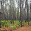 Mill Creek Preserve
