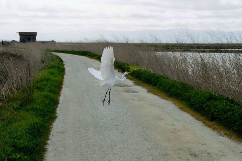 Egret flies across the path