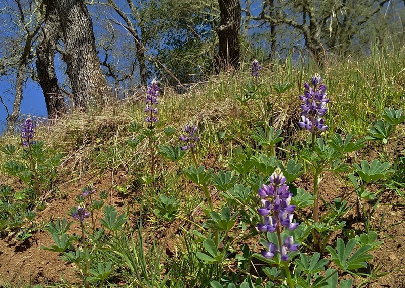 Lupine start to bloom in late February along Oak Cove Trail.