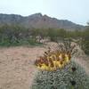View of the Franklin Mountains and  barrel cactus