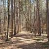 Trail climbing gradually through a dense stand of pine trees