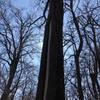 This large cottonwood tree has a huge scar at least 15 feet up it.