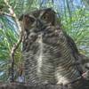 Great Horned Owl Tall Cypress Pk