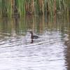 Least Grebe